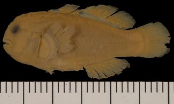 Media type: image; Ichthyology 28291